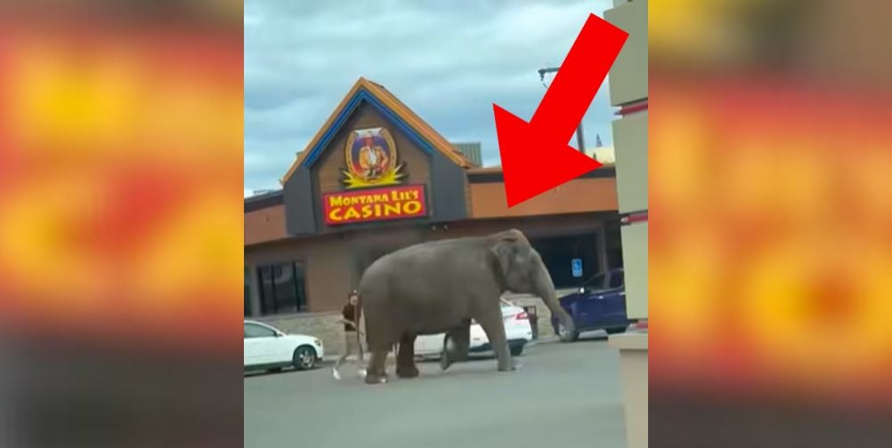 VIDEO: Elephant Runs Loose in Butte, Montana, After Fleeing Circus