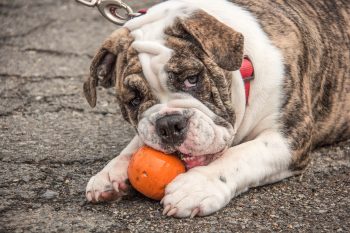 7 Surprisingly Sporty Dog Breeds