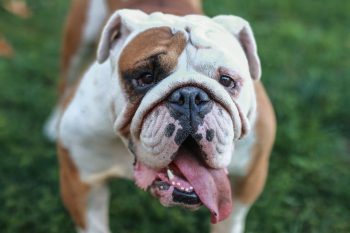 The Top 10 Dog Breeds Most Likely to Steal Your Sofa