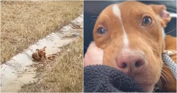 Truck Driver Speeds Past Puppy Quivering In Ditch And Calls Her Future Mom