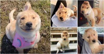 An Injury Left Pup With One Ear That Migrated To Top Of Her Head