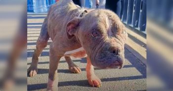 Furless Puppy Goes On A ‘PJ Palooza’ To Keep Her Warm And Stylish