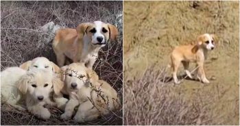 Couple Does Their Best To Save All Four Puppies, But The Scared One Flees