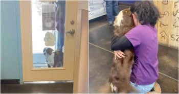 Lady Falls To Her Knees When Missing Dog Bolts Through Door To Get To Her