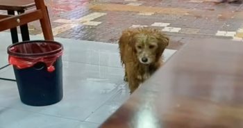 Saddest-Looking Dog Walks In Heavy Rain, Sneaks In Restaurant For Food