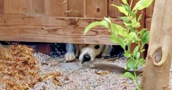 A Fence Blocks A Sulking Lab From The Love Of Her Life