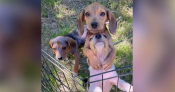 Beagle Puppy Squeezes Sister With All His Heart After Harrowing Beginning