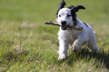 The 7 Most Unusual Habits of Cocker Spaniels