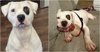 Longest Shelter Resident Smiles Himself To Sleep When A Family Chooses Him