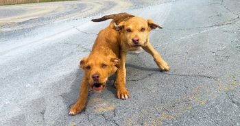 Two Desperate Puppies Ran Out In Front Of The Right Car