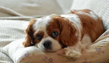 Cost of a Cavalier King Charles Spaniel Puppy by US Region [2024]