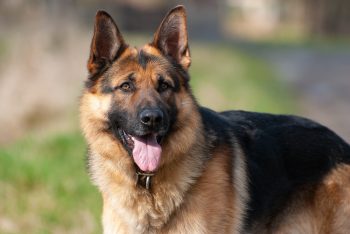 The 8 Most Determined Dog Breeds