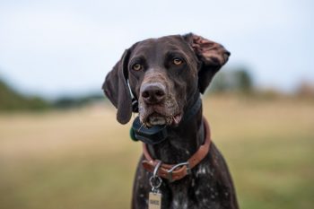 Male & Female Pointer Weights & Heights by Age