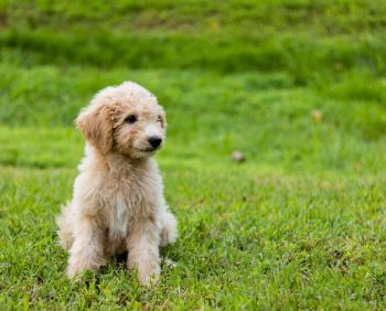 25 Things to Love About Goldendoodles