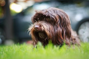 25 Things to Love About Havanese