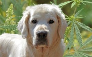 Hemp Oil For Dogs: A Complete Guide