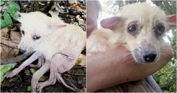 ‘Twisted’ Pup Made Herself Small So No One Noticed Her On Overgrown Path