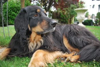 8 Most Gentle (Lesser-Known) Dog Breeds