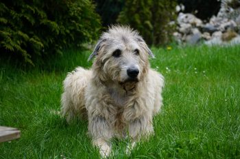 Male & Female Irish Wolfhound Weights & Heights by Age