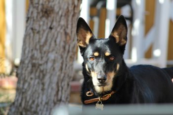 Cost of an Australian Kelpie Puppy by US Region [2024]