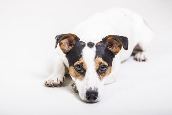 The 7 Most Unusual Habits of Jack Russells