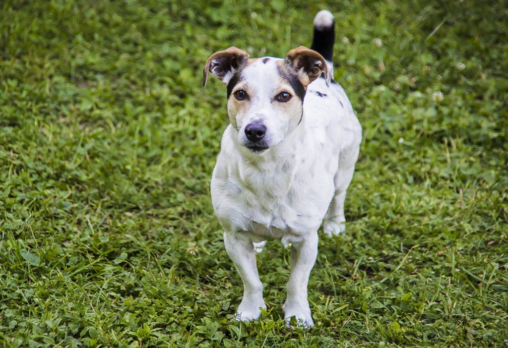 7 Dog Breeds That Love Watching TV (and 5 That Hate Screen Time)