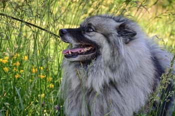 7 Lesser-Known Dog Breeds Ideal for Easy-Going Owners