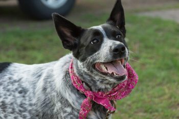 25 Things to Love About an Australian Cattle Dogs