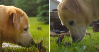 Labrador And Charming Baby Bunny Forge ‘Unforgettable’ Friendship