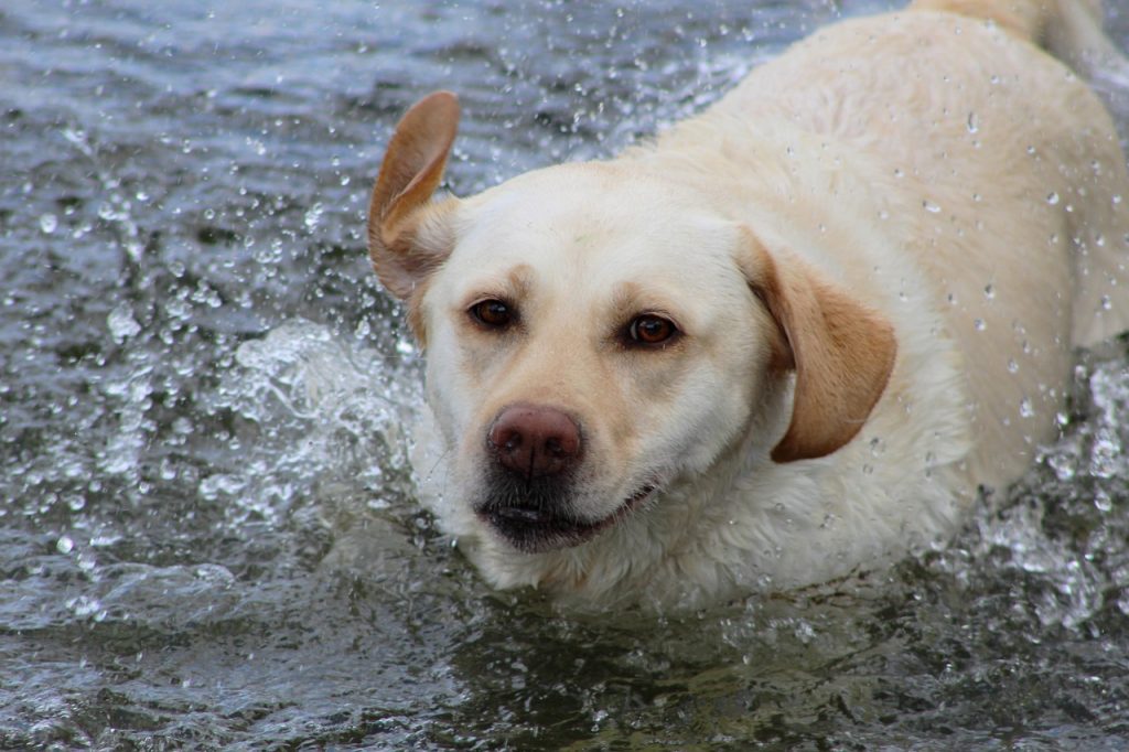 7 Dog Breeds That Love Meeting New People (and 5 That Hate Strangers)