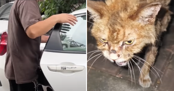 Emaciated Stray Cat Makes An ‘Astonishing’ Transformation After Being Rescued