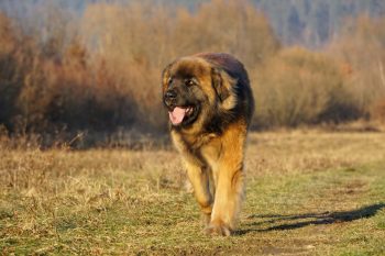 The 15 Most Majestic Dog Breeds On The Planet