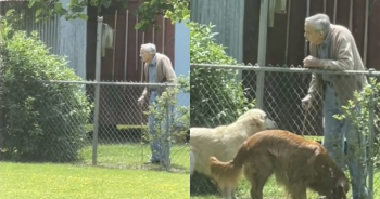 Elderly Neighbor and Neighborhood Puppies Celebrate an Enchanting Daily Exchange of Affection