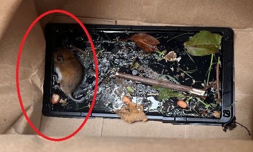 Victory! LightInTheBox Bans Sale of Deadly Glue Traps Following Outreach From PETA