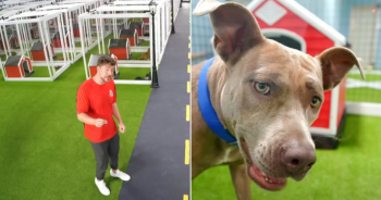 Mr. Beast Transforms 100 Stray Dog’s Lives Through FREE Adoption Event