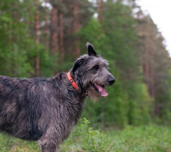 Cost of an Irish Wolfhound Puppy by US Region [2024]