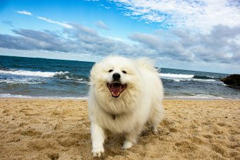 The 7 Most Unusual Habits of Samoyeds