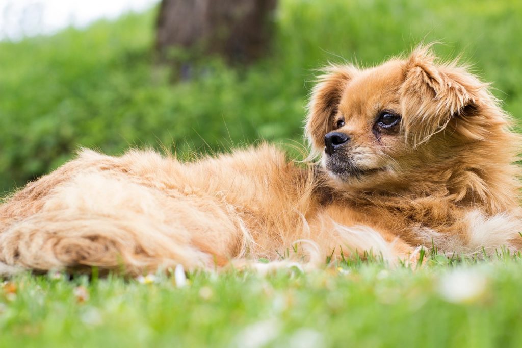 25 Things to Love About Pekingese