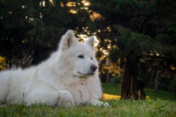 25 Things to Love About Samoyeds