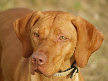 25 Things to Love About Vizslas