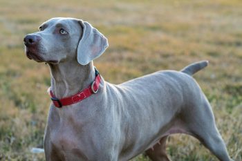 25 Things to Love About Weimaraners