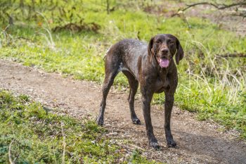 25 Things to Love About German Shorthaired Pointers