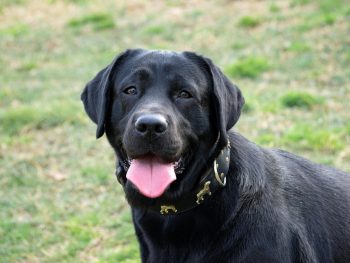 25 Things to Love About Labrador Retrievers