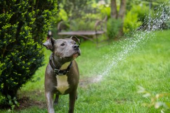 25 Things to Love About an American Staffordshire Terriers