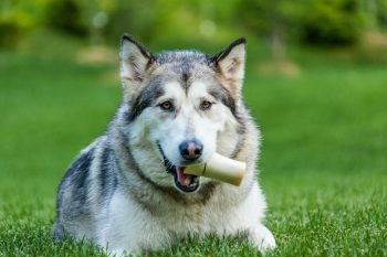 The 7 Most Unusual Habits of an Alaskan Malamutes