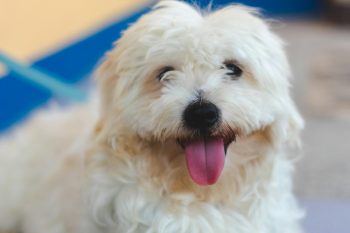 The 10 Cutest Toy Dog Breeds