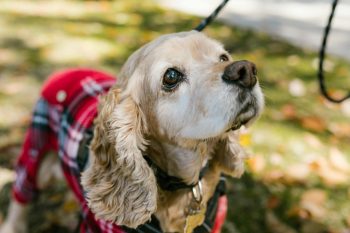 25 Things to Love About Cocker Spaniels