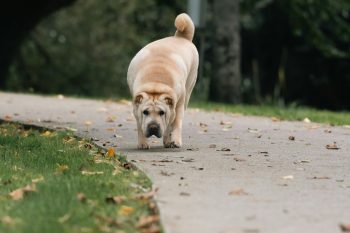 The 7 Most Unusual Habits of Shar Peis