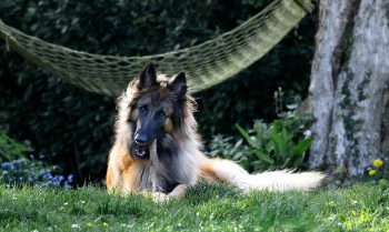 Cost of a Belgian Tervuren Puppy by US Region [2024]