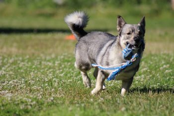 8 Lesser-Known Dog Breeds with Fascinating Histories